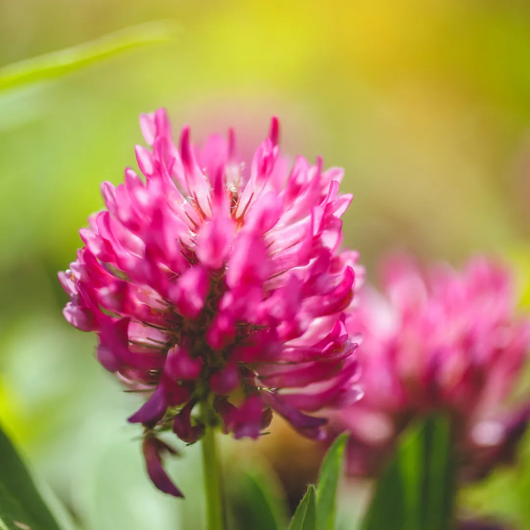 Red Clover Extract