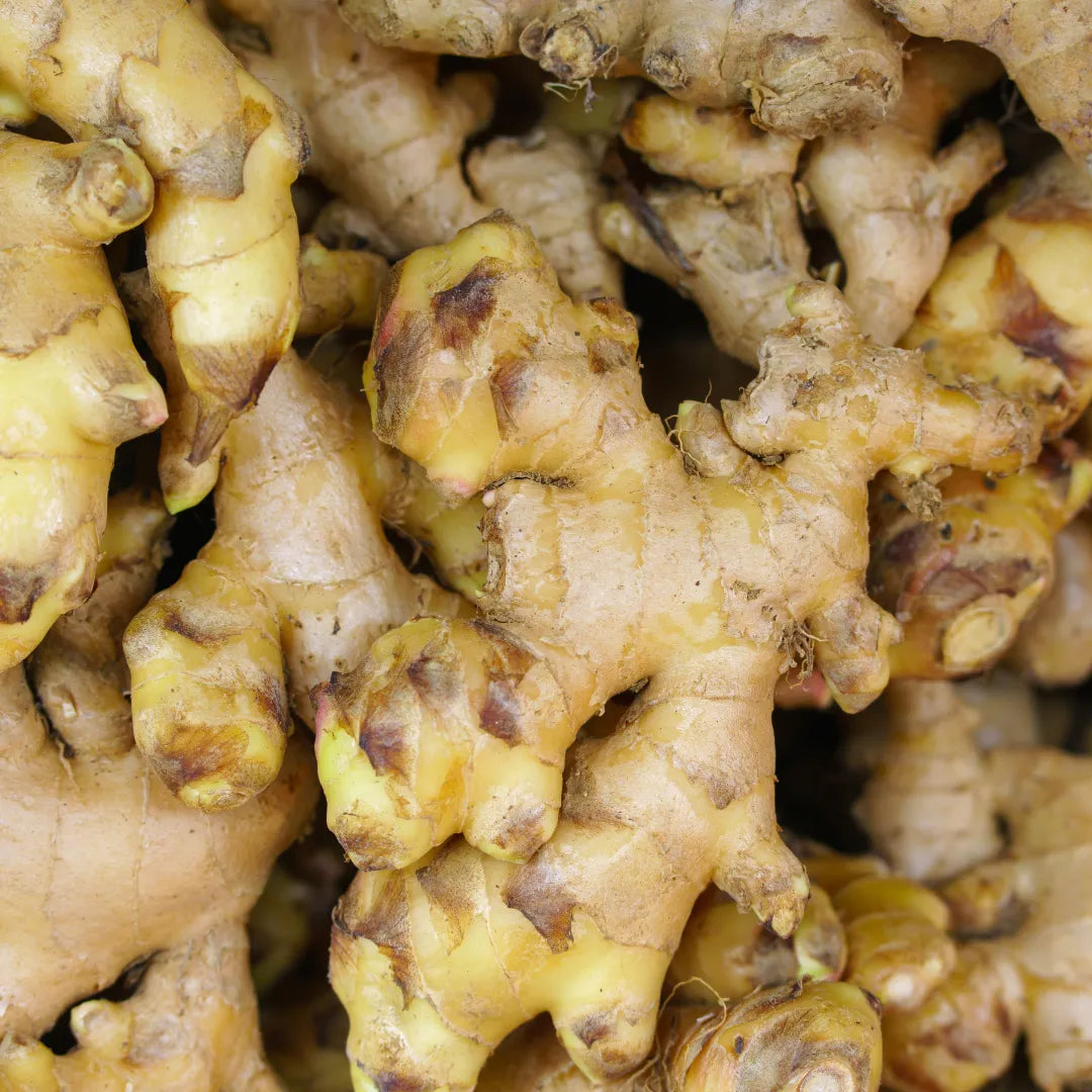 Panax Ginseng Root Extract